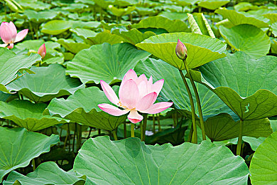 岳今晚讓我玩?zhèn)€夠肥水一體探岳體｜岳陽特色美食盛宴，肥水一體探岳體活動盛大啟幕，感受文化魅力