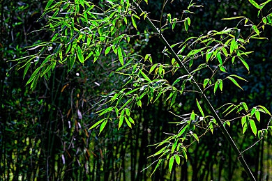 不良軟件下載大全｜揭秘網絡暗流：不良軟件下載陷阱與防范攻略-2